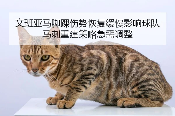 wen-ban-ya-ma-jiao-huai-shang-shi-hui-fu-huan-man-ying-xiang-qiu-dui-ma-ci-chong-jian-ce-lve-ji-xu-tiao-zheng-2-937.jpg